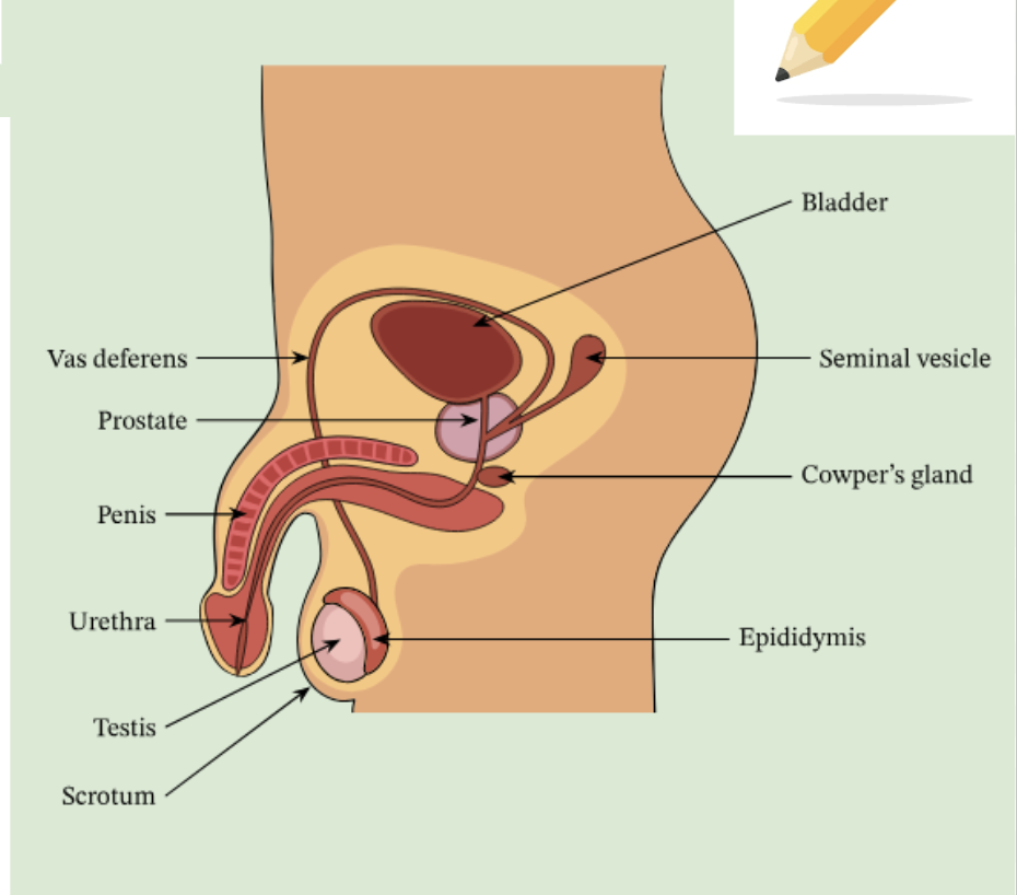 <ul><li><p><span style="background-color: transparent; font-family: "Source Code Pro", monospace;"><u>Testes:</u> Produce sperm and testosterone</span></p></li><li><p><span style="background-color: transparent; font-family: "Source Code Pro", monospace;"><u>Scrotum:</u> Holds testes outside body for cooler temperature</span></p></li><li><p><span style="background-color: transparent; font-family: "Source Code Pro", monospace;"><u>Vas deferens:</u> Transports sperm</span></p></li><li><p><span style="background-color: transparent; font-family: "Source Code Pro", monospace;"><u>Urethra:</u> Path for urine and sperm</span></p></li><li><p><span style="background-color: transparent; font-family: "Source Code Pro", monospace;"><u>Penis:</u> Delivers sperm to female</span></p></li></ul><p></p>