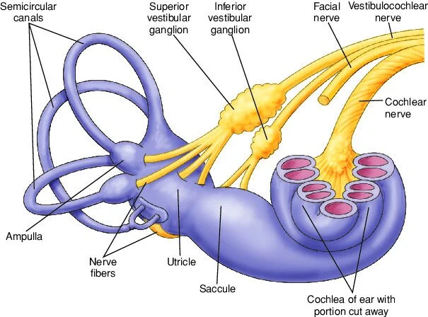<p>the <strong>cochlear </strong>and <strong>vestibular </strong>nerves combine to form <span style="color: green;"><strong><u>the vestibulocochlear nerve</u></strong></span></p>