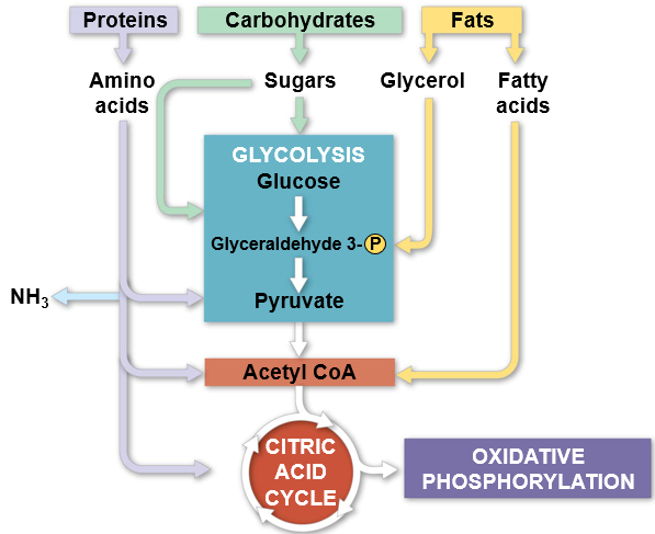 <ul><li><p><span style="background-color: transparent;">Catabolic pathways funnel electrons from many kinds of organic molecules into cellular respiration</span></p></li><li><p><span style="background-color: transparent;">Glycolysis accepts a wide range of carbohydrates</span></p></li><li><p><span style="background-color: transparent;">Proteins must be digested to amino acids; amino groups can feed glycolysis or the citric acid cycle</span></p></li><li><p><span style="background-color: transparent;">Fats are digested to glycerol (used in glycolysis) and fatty acids (used in generating acetyl CoA)&nbsp;</span></p></li><li><p><span style="background-color: transparent;">Fatty acids are broken down by <strong>beta oxidation</strong> and yield acetyl CoA</span></p></li><li><p><span style="background-color: transparent;">An oxidized gram of fat produces more than twice as much ATP as an oxidized gram of carbohydrate</span></p></li></ul><p></p>