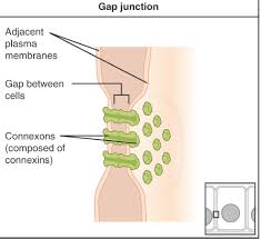 <p>Type of adhesion that allows for a small opening from 1 cell to another to allow them to communicate by passing materials through </p>