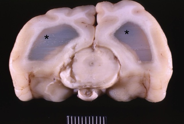 <p>Lesion in this cat + cause</p>