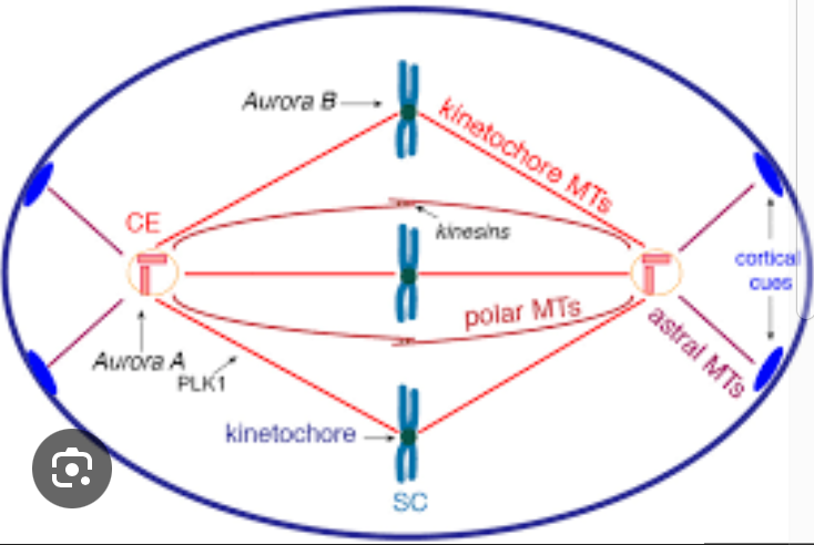 <p><span>As anaphase proceeds</span></p><p><span>Kinetochore MTs- </span></p>