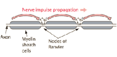 <p>Review: Changing Conduction Velocity:</p>