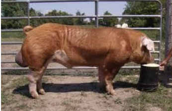 <ul><li><p>origin: missouri, US</p></li><li><p>red in color</p></li><li><p>white + dished face</p></li><li><p>at least 2 white legs</p></li><li><p>medium, drooping ears</p></li><li><p>ok mothers and good feeders</p></li></ul><p></p>