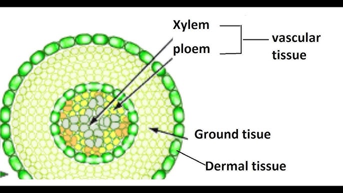 <p>transport of water/nutrients in root, leaf, & stems</p>