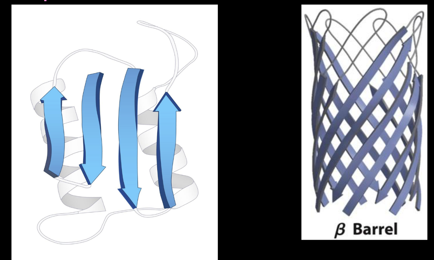 <p>Polymers of amino acids are lined up either parallel or antiparallel to each other</p><ul><li><p>secondary structure</p></li></ul><ul><li><p>antiparallel: line up perfectly</p></li><li><p>parallel: same direction, so they can’t line up perfectly</p></li></ul><p></p>