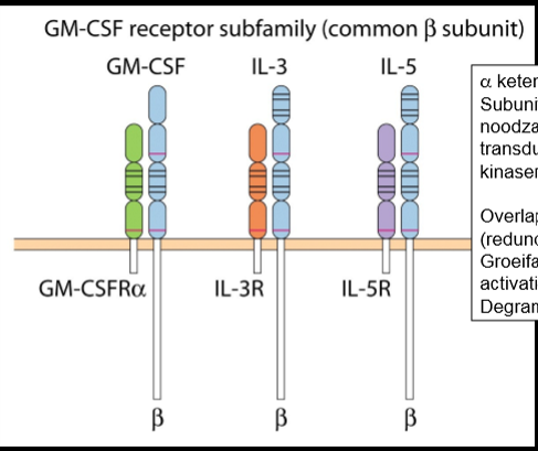 <p>→ GM-CSF receptor subfamily: hebben allemaal <span>common β subunit <em>(=receptoren van cytokinen)</em></span></p><ol><li><p><span>α ketens: bindende subunits → specifiek aan cytokine dat receptor bindt</span></p></li><li><p><span>β ketens: noodzakelijk voor signaaltransductie (activatie van tyrosine kinasen) </span></p></li><li><p>zelfde β ketens → overlappende activiteiten </p><ol><li><p>groeifactoren voor progenitorcellen</p></li><li><p>activatie monocyten</p></li><li><p>degranulatie basofielen</p></li></ol></li><li><p>→ redundantie (=meer dan nodig): als er een bepaald cytokine wegvalt, kunnen andere cytokines die taak overnemen</p></li></ol><p></p>