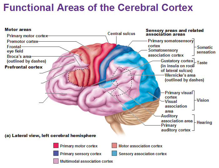 <p>regions of the cerebral cortex that do not perform primary motor or sensory functions, instead integrating, processing, and connecting higher-level mental tasks like learning, thinking, remembering, and speaking</p>