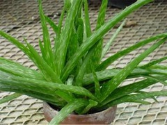 <p>/məˈdɪs.ɪ.nəl/ thuộc dược liệu; dùng làm thuốc</p>