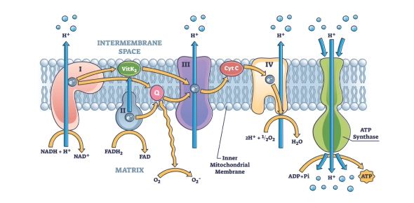 <p><span>The final stage of CR occuring in the inner mitochondrial matrix, with the energy from NADH and FADH2 being used to generate ATP by passing electrons down a series of embedded proteins that then powers the pumping of protons from into the intermembrane space. Oxygen is final electron acceptor, combining with protons in the matrix to form H2O</span></p>