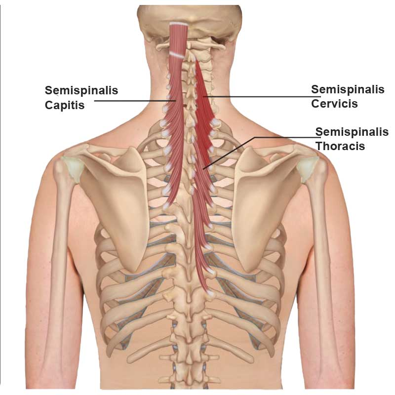<ul><li><p>comprises the long semispinalis muscle along with semispinalis capitis and thoracis</p></li><li><p>belongs to the spinotransverse group of deep back muscles along with rotatores and multifidus</p></li><li><p>cojoint function of the semispinalis muscles is movements of the vertebral column</p></li></ul><p></p><p>origin → transverse processes of vertebrae T1-T6</p><p>insertion → spinous processes of vertebrae C2-C5</p><p>action → bilateral contraction: extension of the head, cervical, and thoracic spine</p><p>           → unilateral contraction: lateral flexion of head, cervical, and thoracic spine (ipsilateral), and rotation of the head, cervical, and thoracic spine (contralateral)</p><p>innervation → medial branches of posterior rami of spinal nerves</p><p>blood supply → occipital, deep cervical, and vertebral arte</p>
