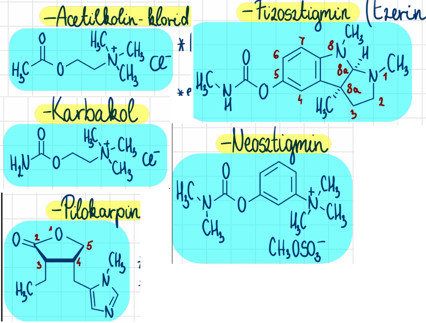 <p>acetilkolin-klorid <br>karbakol pilokarpin (Salagen) <br>fizosztigmin <br>pilokarpin<br>neosztigmin-metilszulfát (Stigmosan)</p>