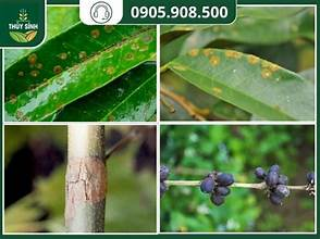 <p>các lỗ nhỏ trên bề mặt cây</p>
