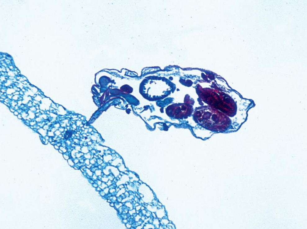 <p>Where do organic solutes move along concentration gradients? </p>