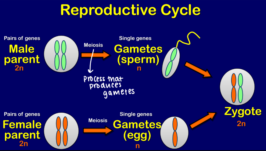 <p><strong>Reproductive cycle</strong></p><ul><li><p>____ is the <strong>process </strong>that <span style="color: purple;"><strong>produces gametes (n)</strong></span></p></li></ul><p></p>