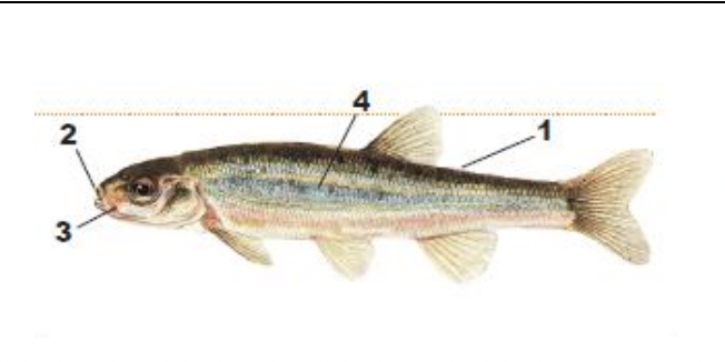 <p>1) very small scales</p><p>2) small mouth</p><p>3) barbel in groove above lip (one or both sides)</p><p>4) many small black and brown specks on silver side</p>