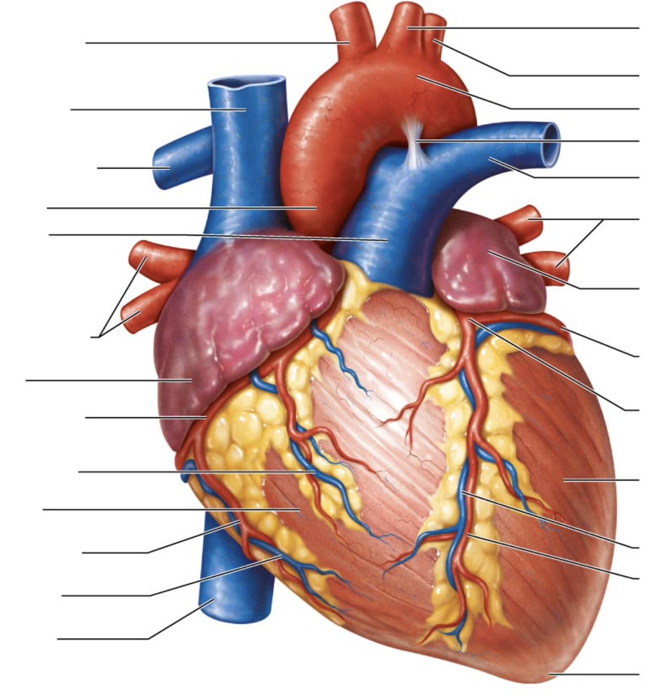 <p>eighth arrow on left</p>