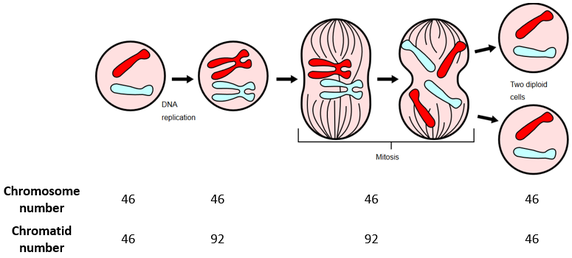 <ul><li><p>same number of chromosomes as parent cell</p></li><li><p>same amount of DNA as original amount of DNA in parent cell</p></li></ul><p></p>