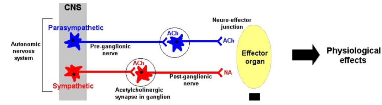 <p>Division of the autonomic nervous system. The rest and digest section. It’s ganglia are far from the CNS and close to effectors. It’s nerves are in the cranial and sacral regions. </p>