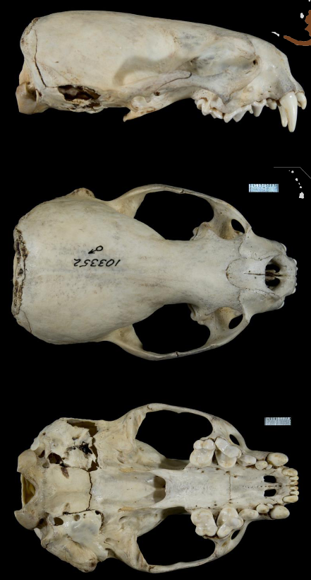 <p>Lontra canadensis</p>