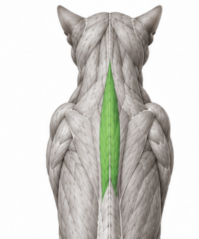 <p>Spinotrapezius</p>
