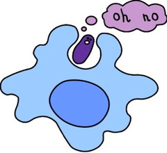 <p>"Cell eating"; undissolved material enters the cell; Plasma membrane wraps around the solid material and engulfs it; ex: white blood cells</p>