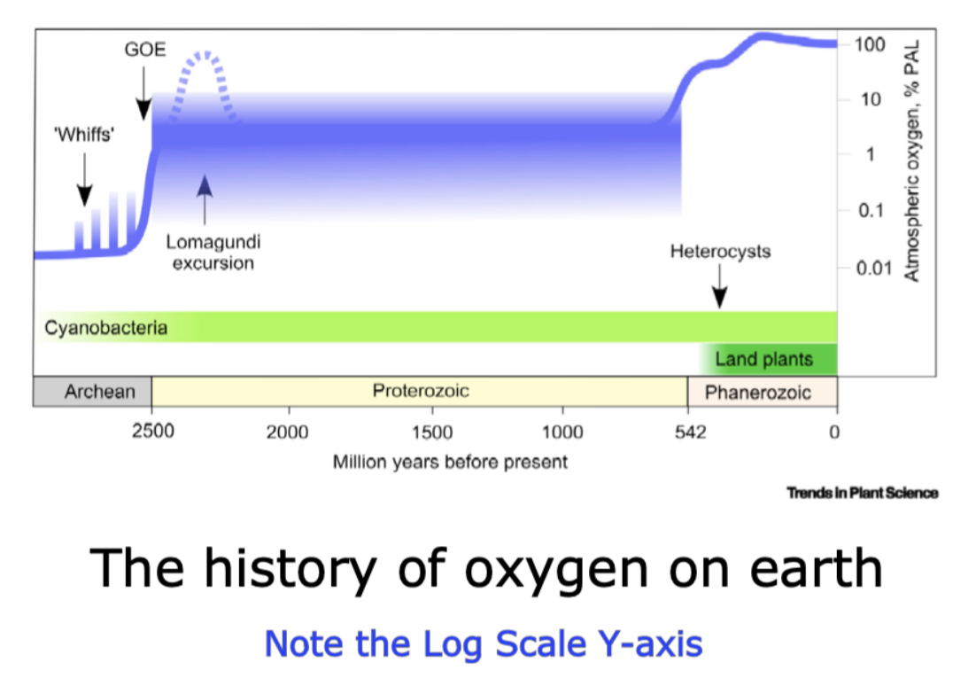 <p>The levels of oxygen in the atmosphere were low and seemingly consistent for a couple of billion years. The shaded area indicates the uncertainty of our data within the Proterozoic, but the scientific community is confident that levels never exceeded 10% of our current oxygen levels throughout that majority of life history.</p><p>Atmospheric oxygen comes from photosynthesis, and it obviously predates aerobic respiration. A recent paper makes an elegant argument that the quite recent (in a geological time frame, so over 500 million years) increases in oxygen come from land plants evolving to allow photosynthesis to occur above the ground, at a distance from where nitrogen fixation occurs. </p><p>The logic they propose is that while unicellular organisms were carrying out both nitrogen fixation and photosynthesis the oxygen generated by photosynthesis created a negative feedback of biomass accumulation (the amount of life happening) because <strong>oxygen stops nitrogenase.</strong></p>