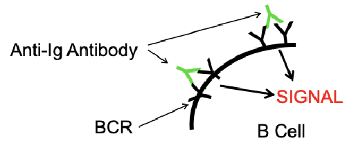 <ol><li><p><span style="color: rgb(255, 255, 255);">Antigen binding to B cell surface Ig<br></span><span>• </span><span style="color: rgb(255, 255, 255);">Only activates few cells with antibody specific for that antigen</span></p></li><li><p><span style="color: rgb(255, 255, 255);">Adding Antibodies to the B cell Igs<br>• Adding anti-mouse IgG to mouse B cells<br>• Two binding sites on added Ab bind B cell BCR to each other<br>• Activates most or all B cells</span></p></li><li><p><span style="color: rgb(255, 255, 255);">Polyclonal Activators<br></span><span>• </span><span style="color: rgb(255, 255, 255);">Agents that can activate whole groups of cells, regardless of what antigen they are specific for.<br>a. Lipopolysaccharide - Activates B cells<br>b. Concanavalin A &amp; Phytohemagglutinin - Activate T cells<br>c. Pokeweed Mitogen - Activates B and T cells</span></p></li></ol><p><span style="color: rgb(255, 255, 255);"><br></span></p>