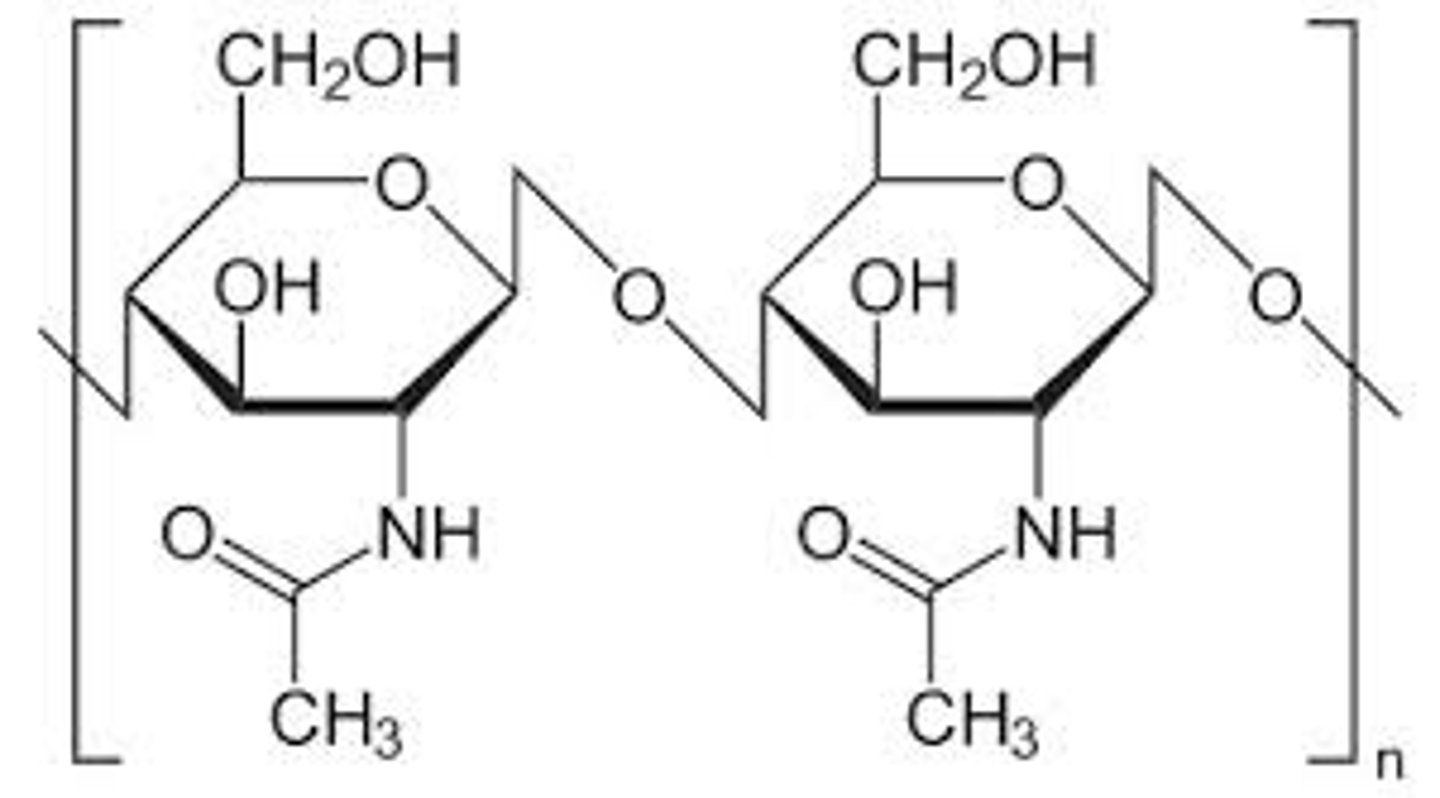 <p>chitin</p>