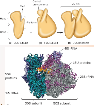 <p>-Protein/RNA complexes involved in protein synthesis.</p><p>-Bacteria and archaea both have 70S ribosomes but are distinct (archaea were discovered by Woese due to vastly different 16S rRNA).</p><p>-Bacteria: 16S rRNA is part of the 30S subunit and 23S and 5S rRNA are part of the 50S subunit.</p><p></p><p>-Eukaryotes have 80S ribosomes.</p><p>-Structural difference between bacterial and eukaryotic ribosomes allow 70S ribosome to be an antibiotic target (streptomycin, neomycin, tetracycline, erythromycin).</p>