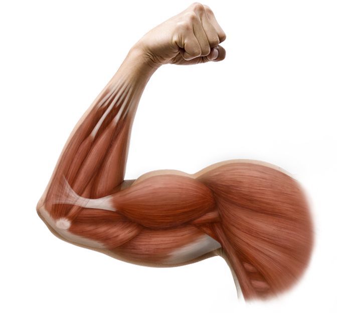 <p>muscles</p>