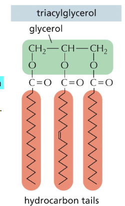 <p>Highly hydrophobic, TAGS (triacylglycerols) make up fats and are nonpolar due to their hydrocarbon structure</p>