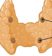 <p><span><strong>four tiny endocrine glands behind the thyroid that regulate blood calcium levels through parathyroid hormone (PTH).</strong></span></p>