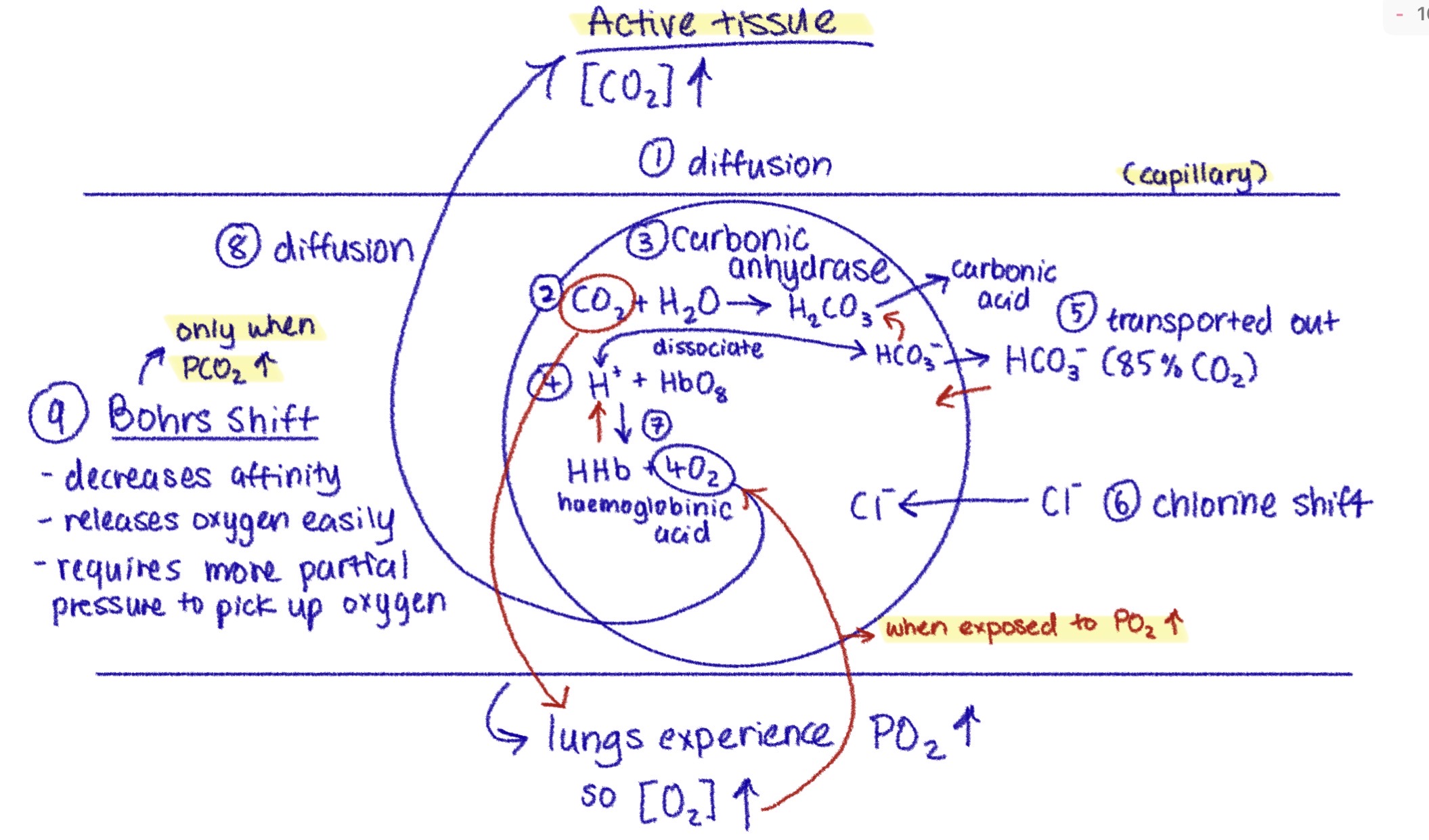 <p>What happens when partial pressure of CO2 is high in active tissue (Bohrs shift):</p>