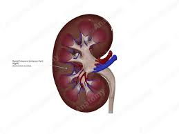 <p>Renal columns</p>