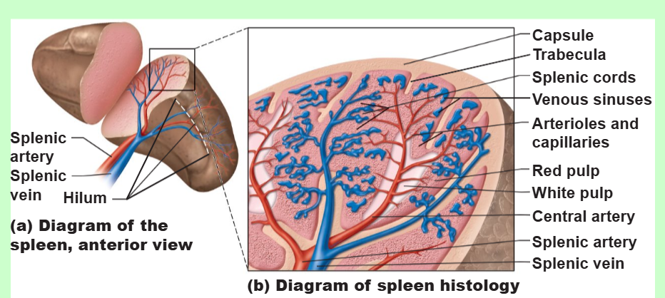 <p>list the functions of the spleen</p>