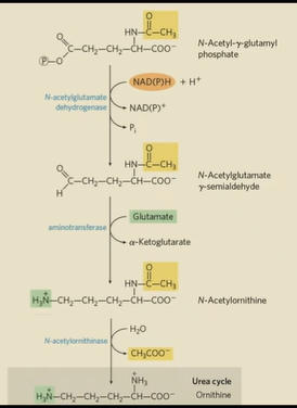 <ol><li><p>gamma-glutamyl phosphate reduced by NADPH or NADH to glutamate gamma-semialdehyde</p></li><li><p>another glutamate is used for transamination</p></li><li><p>acetyl group is removed to make ornithine</p></li><li><p>Urea cycle to turn ornithine into Arginine</p></li></ol><p></p>
