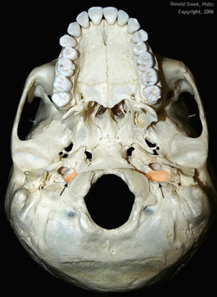 knowt flashcard image