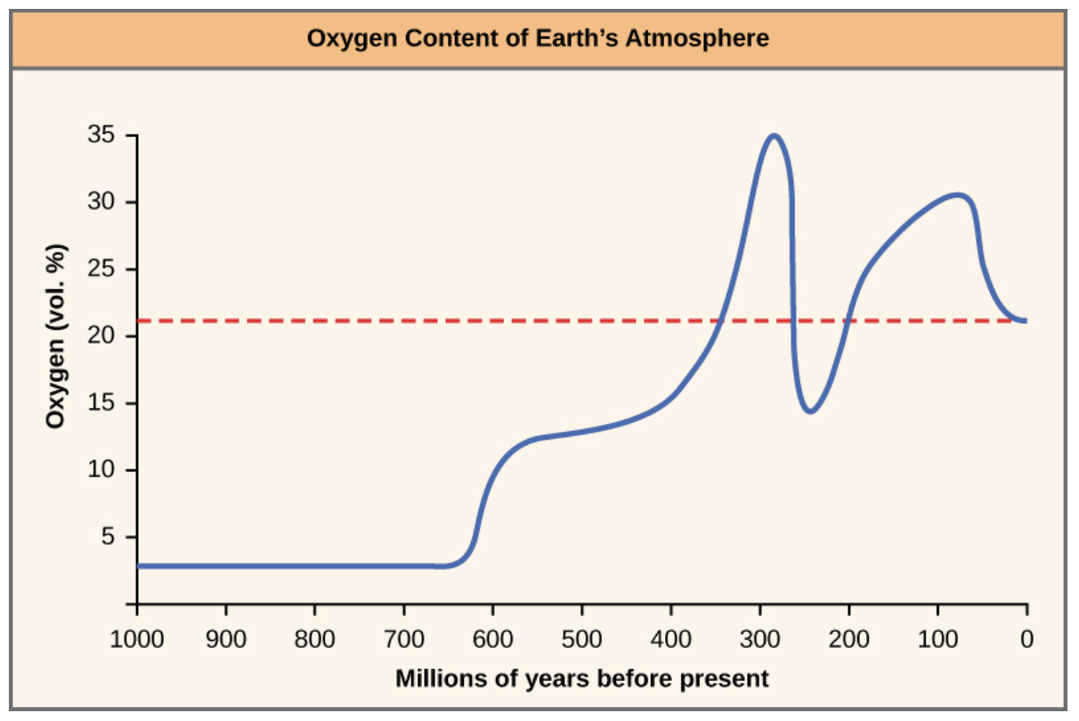 <p>Photosynthetic prokaryotes (i.e., cyanobacteria) produced the first atmospheric oxygen (OpenStax Biology 2e Figure 27.18). The resulting "Oxygen Revolution"</p>