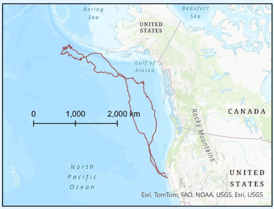 <p>Seal journey projected with Lambert conformal conic</p>
