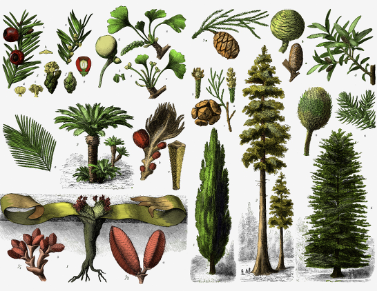 <p><span>ā¢</span><span style="font-family: "Palatino Linotype";">Naked seeds</span></p><p><span>ā¢</span><span style="font-family: "Palatino Linotype";">Cones, no swimming sperm</span></p><p><span>ā¢</span><span style="font-family: "Palatino Linotype";">Wind-pollinated</span></p><p><span>ā¢</span><span style="font-family: "Palatino Linotype";">Cycads, gingkos, Gnetophytes, Conifers</span></p>