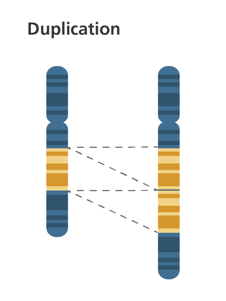 <p>When a base or multiple bases in a DNA base sequence are duplicated at least once causing a frame shift to the right. From that point onwards a completely new set of amino acids will be coded for.</p>