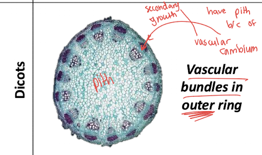 <p>The ring allows formation of a vascular cambium, enabling secondary growth (wood and bark).</p>