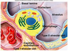 <p>prevent the lungs from collapsing</p>