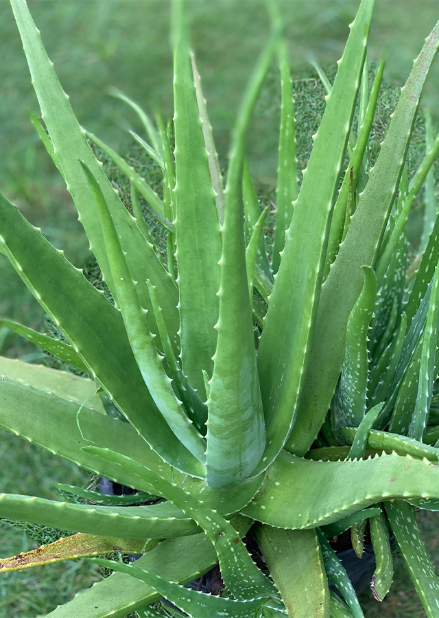 <p><strong>Common Name</strong>: Aloe vera, sabila</p><p><strong>Parts Used</strong>: Mucilaginous gel</p><p><strong>Use/s</strong>: Emollient, moisturizer, alopecia, <u>laxative</u>; anticancer, antioxidant, antidiabetic, bone protection, cardioprotective, etc.</p><p><strong>Major Metabolites</strong>: <strong><u>Aloin</u></strong> and <strong><u>emodin (anthraquinone glycosides)</u></strong>, acemannan; aloesin (chromone), aromatic polyketides</p>