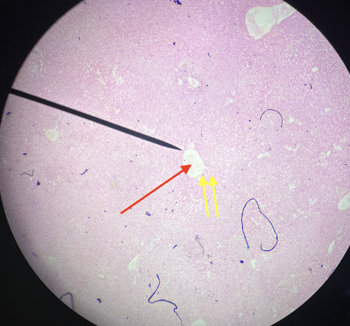 <p>Identify organ &amp; structures</p>