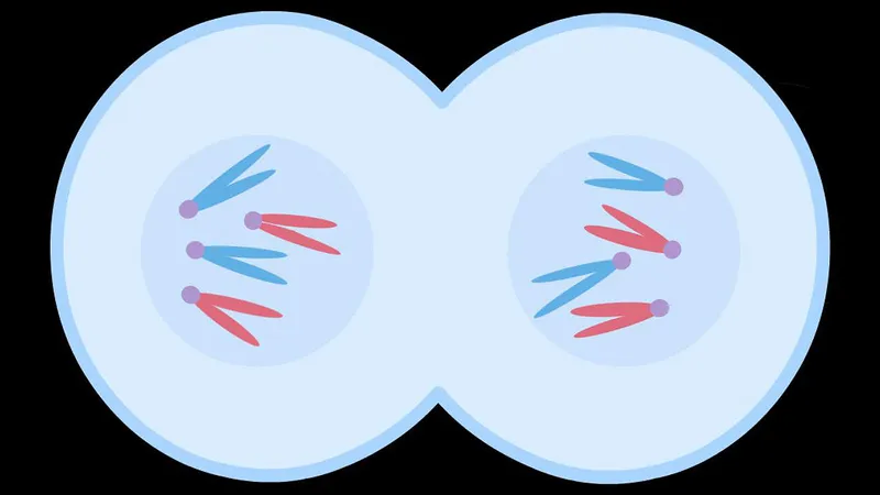 <p><span style="background-color: transparent;">the <strong><u>division</u></strong> of the rest of the cell (<strong><u>cytoplasm</u></strong> and organelles) after the nucleus divides</span></p><ul><li><p><span style="background-color: transparent;">After mitosis and cytokinesis, the cell returns to <strong><u>Interphase</u></strong> to continue to grow and perform regular cell activities</span></p></li></ul><p></p>