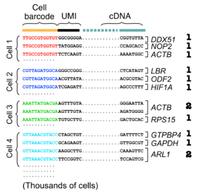 <p>basic RNA seq: Raw reads are converted into standardized units to compare gene expression across samples</p><ul><li><p>Quantifying Gene Expression - Count number of reads per gene</p><ul><li><p>More reads = higher expression</p></li><li><p>Normalization needed: Gene length + sequencing depth</p></li></ul></li></ul><p>Drop seq: After obtaining sequencing reads consisting of cell barcode, UMI and cDNA</p><ul><li><p>First group reads by cell barcode before aligning cDNA reads</p></li><li><p>counting unique molecules per cell per gene using the UMIs</p></li><li><p>estimate the transcript abundances</p></li></ul><p></p>