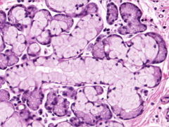 <p>Identify</p>