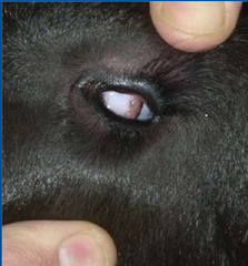 <p>This spring calf has micropthalamia, reduced feed intake and growth, rough hair coat, blindness, edema, diarrhea and seizures. Late last year, the weather was unseasonably dry. What is this?</p>
